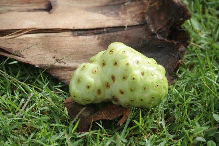 Noni Juice for Skin & Hair Know 15 Proven Health & Beauty Benefits